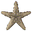 starfsh2.gif (5908 bytes)